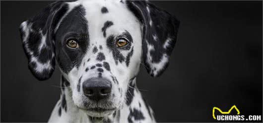 宠物养护指导：怎样训练犬随行，怎样训练犬衔取，怎样让犬安静