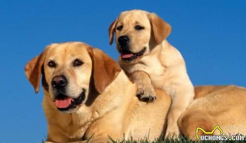 公布养“公犬”的五个好处，养了的人赚到了