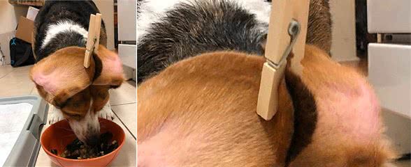 比格犬吃东西总要弄脏耳朵，主人想出妙招，汪：我不要面子哒