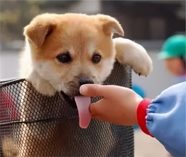狗狗爱舔主人的手脚,它究竟想表达什么?