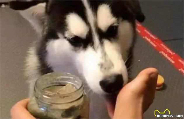 狗狗爱舔主人的手脚,它究竟想表达什么?
