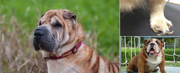 主人还爱我吗?出现这些状态,你需要对狗狗多点关心了