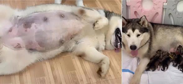 雪橇犬生下一群宝宝，结果网友竟然这样给它坐月子，人不如狗