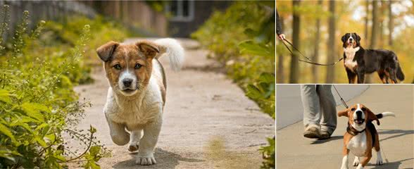 狗狗一天内需要遛多少次?养狗不遛狗的6大后果