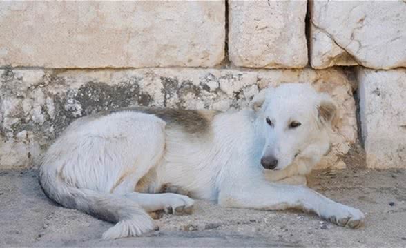 狗体臭、口臭、耳臭该怎么办?