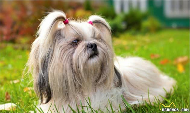 寻根问祖系列（119）：西施犬（ShihTzu）