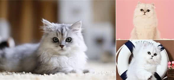 蓬松漂丽的金吉拉毛发,也是需要护理的