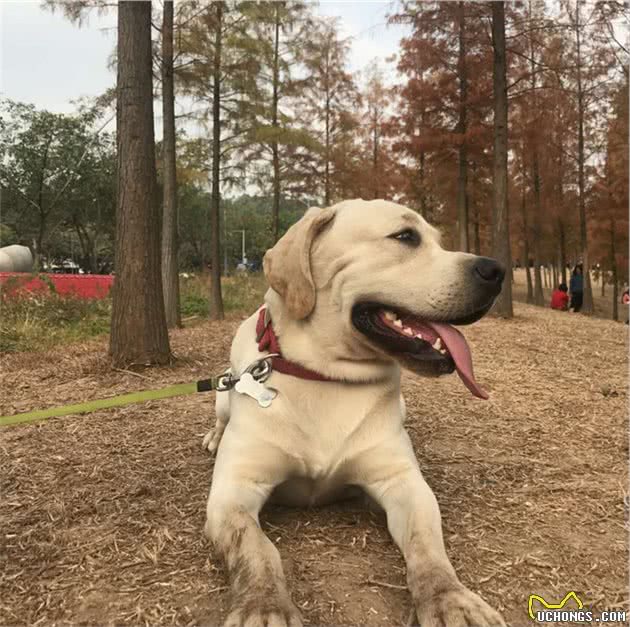 你真的了解拉布拉多寻回犬吗？