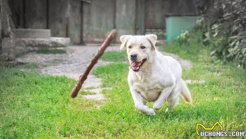 你真的了解拉布拉多寻回犬吗？