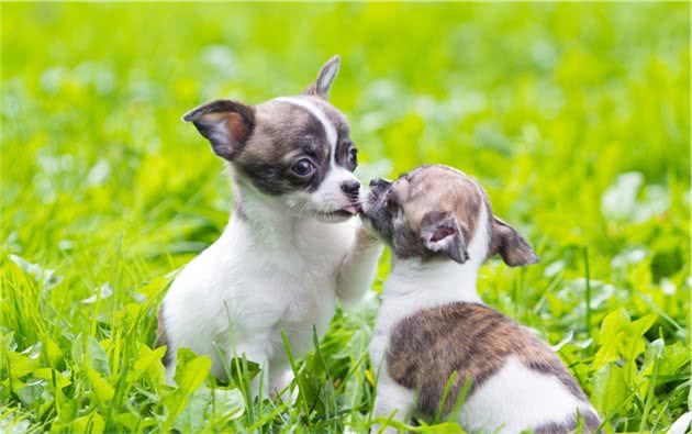 吉娃娃犬是世界上最小型的犬种之一，头部圆形，耳大薄而直立