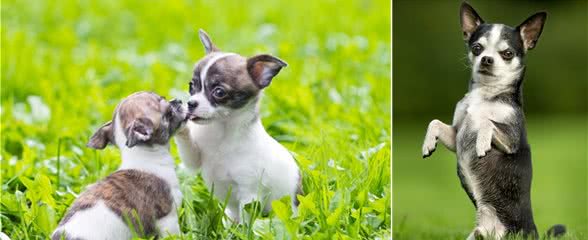 吉娃娃犬是世界上最小型的犬种之一，头部圆形，耳大薄而直立