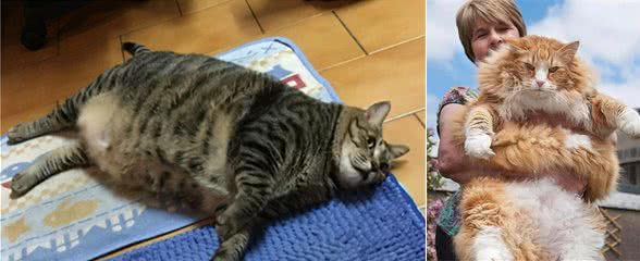 居然还有比狗子还要大的猫，你见过吗？