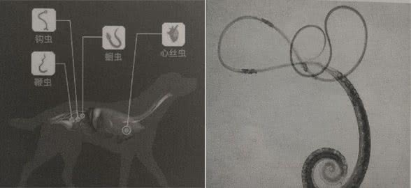 如何在家给狗狗做体内驱虫
