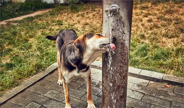 小心狗狗在户外随便喝水，这3种水源，主人一定要避免