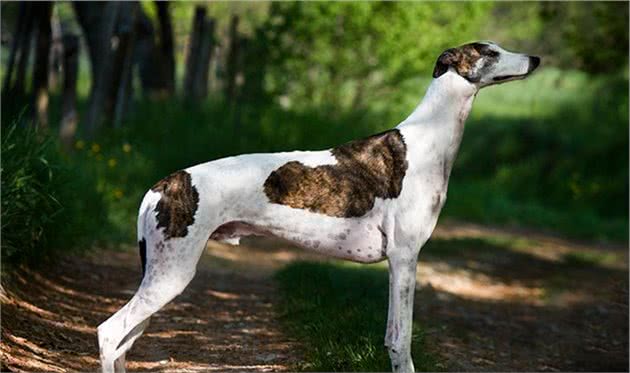 寻根问祖系列（79）：格力犬（Greyhound）