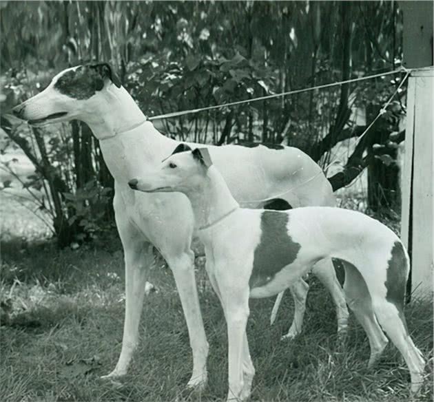 寻根问祖系列（79）：格力犬（Greyhound）