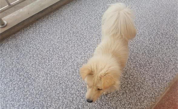 不吃不喝,狗狗能活多少天