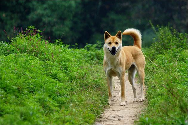 狗狗想长寿，只需避开这几件事，平均能活到16岁