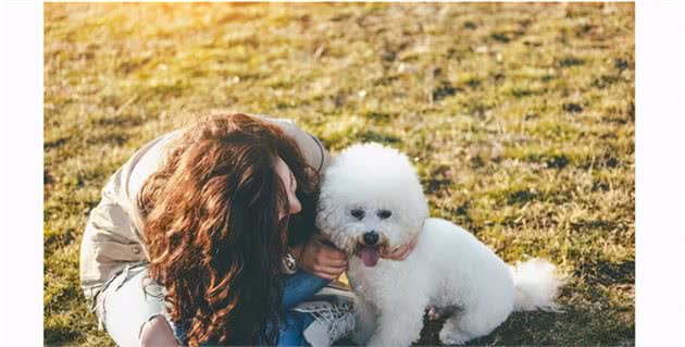 比熊犬最渴望“拥有”的7件东西，你能够满足它几个？