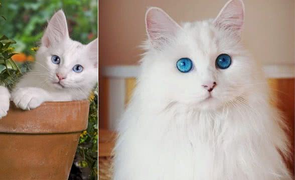 优秀的土耳其安哥拉猫