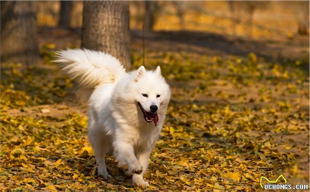 细小犬瘟冠状，所有致命伤它都躲过去了，只不过没遇到爱它的主人