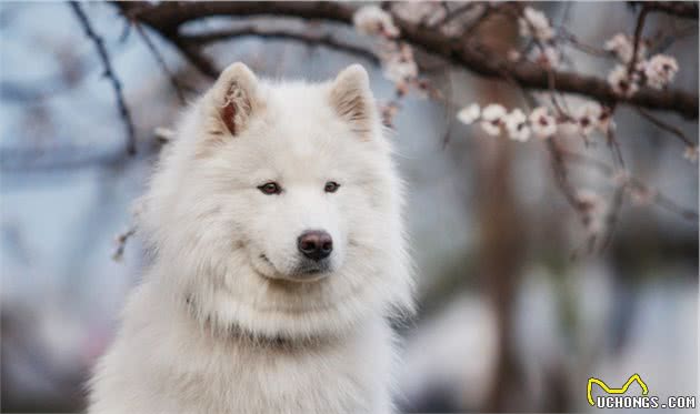 细小犬瘟冠状，所有致命伤它都躲过去了，只不过没遇到爱它的主人