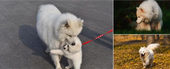 细小犬瘟冠状，所有致命伤它都躲过去了，只不过没遇到爱它的主人