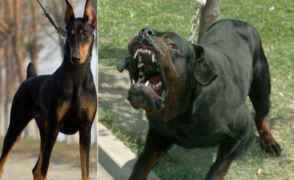 如何给我们伴侣犬找个好＂保镖＂这几个壮汉绝对可以保护它！