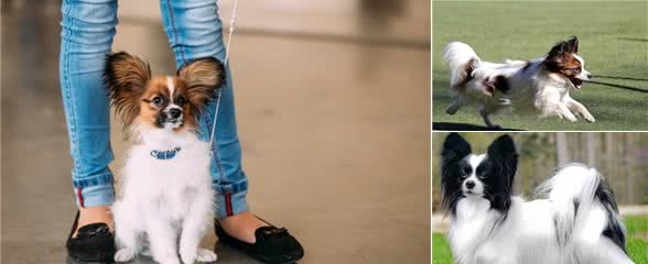 蝴蝶犬养得好不好,看这8个部位就一目了然