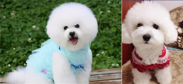 这6种狗堪称狗界“醋王”，柴犬：我终于上一次榜了