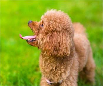 贵宾犬到底纯不纯，记住这5点，让你避开选择贵宾犬的“雷区”