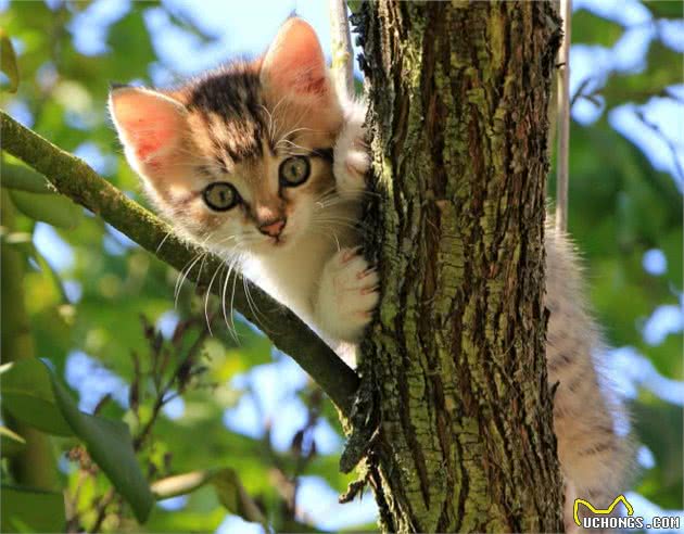 猫咪的肉垫看着十分软萌、治愈，它的这些重要用途你知道几点呢