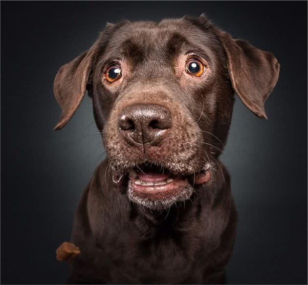 狗狗在看到心爱零食那一瞬间的表情,这激动的小模样简直笑死人