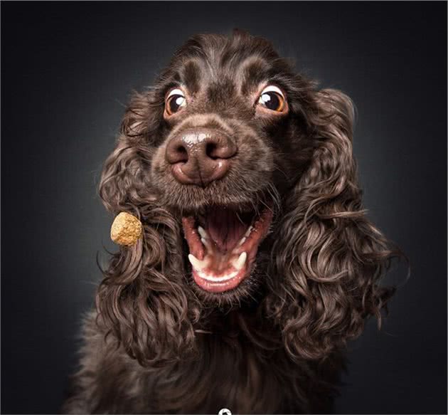 狗狗在看到心爱零食那一瞬间的表情,这激动的小模样简直笑死人