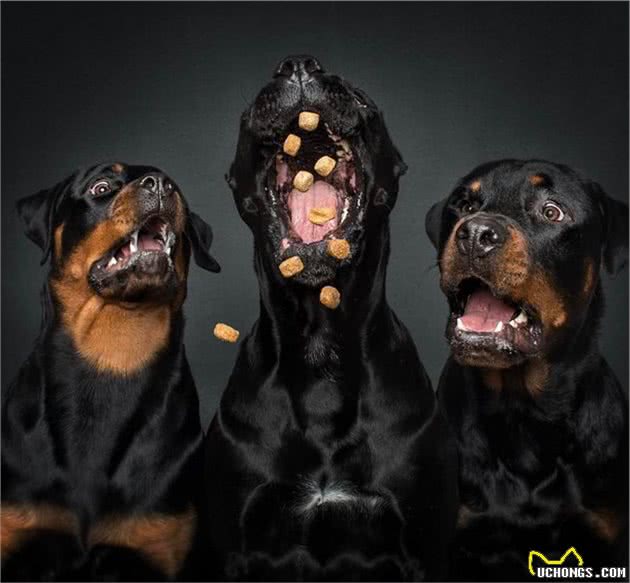 狗狗在看到心爱零食那一瞬间的表情,这激动的小模样简直笑死人