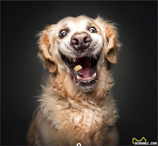 狗狗在看到心爱零食那一瞬间的表情,这激动的小模样简直笑死人