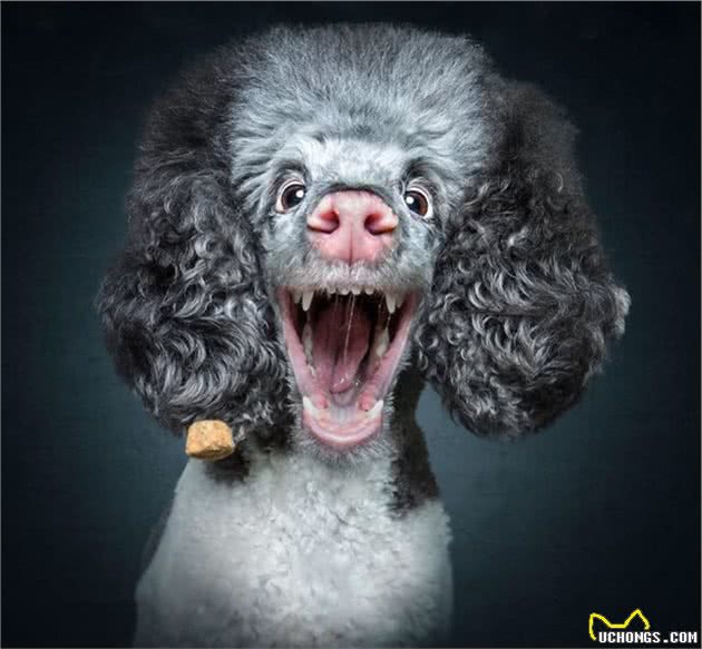 狗狗在看到心爱零食那一瞬间的表情,这激动的小模样简直笑死人