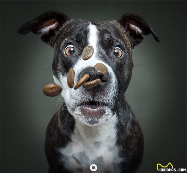 狗狗在看到心爱零食那一瞬间的表情,这激动的小模样简直笑死人