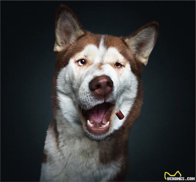 狗狗在看到心爱零食那一瞬间的表情,这激动的小模样简直笑死人