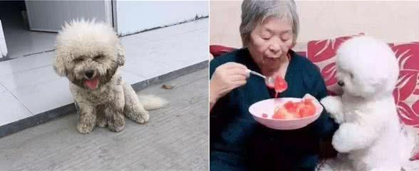 比熊犬虽好，但终究还是躲不过这几个“坑”
