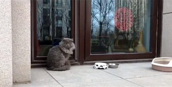 有家的蓝猫，活得宛如流浪猫，只因主人不准它进家门