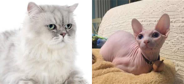 适合家养的宠物猫，山东狮子猫、英短、狸花猫等快看有你喜欢的吗