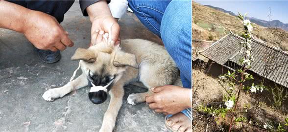 兽医诊所：犬皮肤真菌病诊治经验分享