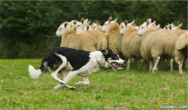 边境牧羊犬这么聪明，为什么养的人却不是很多呢？