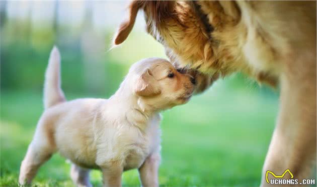 研究表明：不跟狗妈妈互动的幼犬，长大后更易成为优秀工作犬