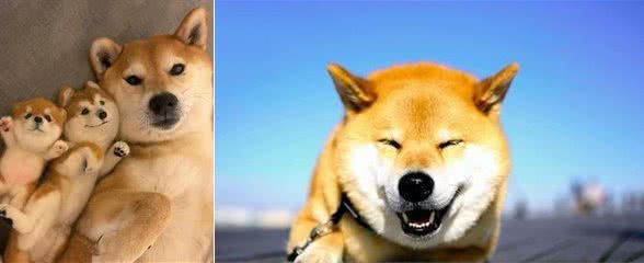 柴犬怀孕多少天生产？
