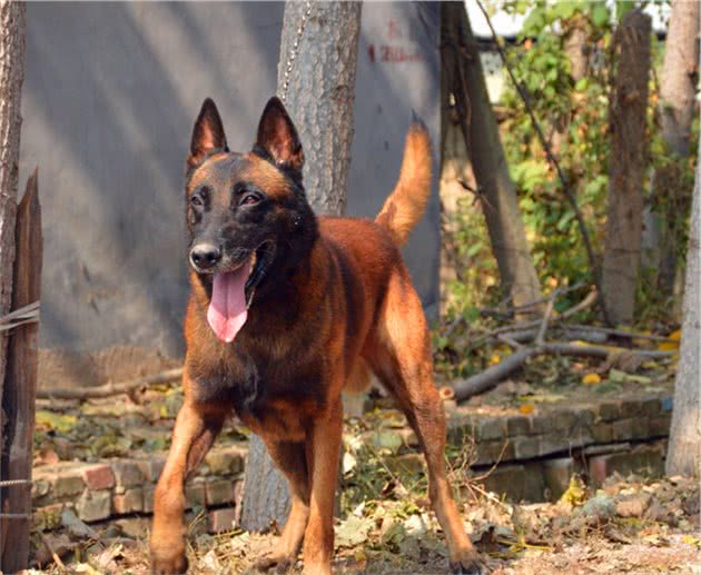 马里努阿犬公犬—金米镔