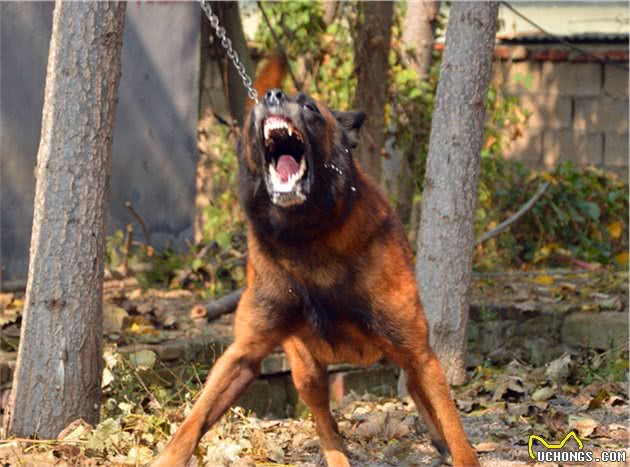 马里努阿犬公犬—金米镔