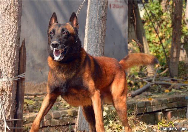 马里努阿犬公犬—金米镔