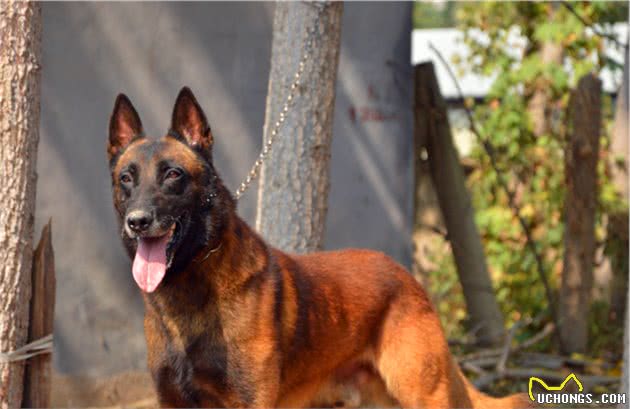 马里努阿犬公犬—金米镔